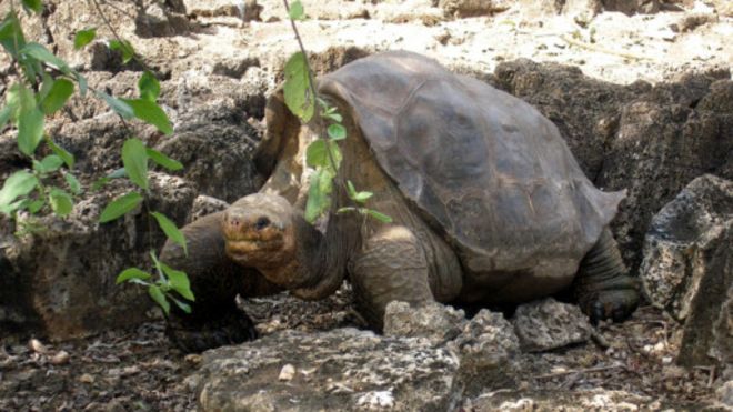 tortose-london-zoo